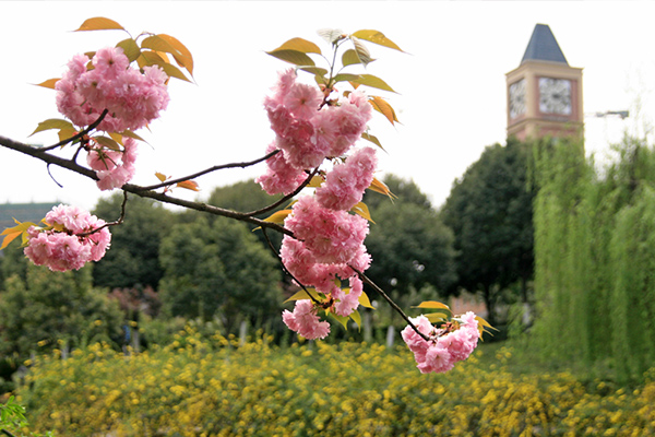 开学在即丨错过了海棠、迎春、白玉兰，一定不能错过美视的樱花！