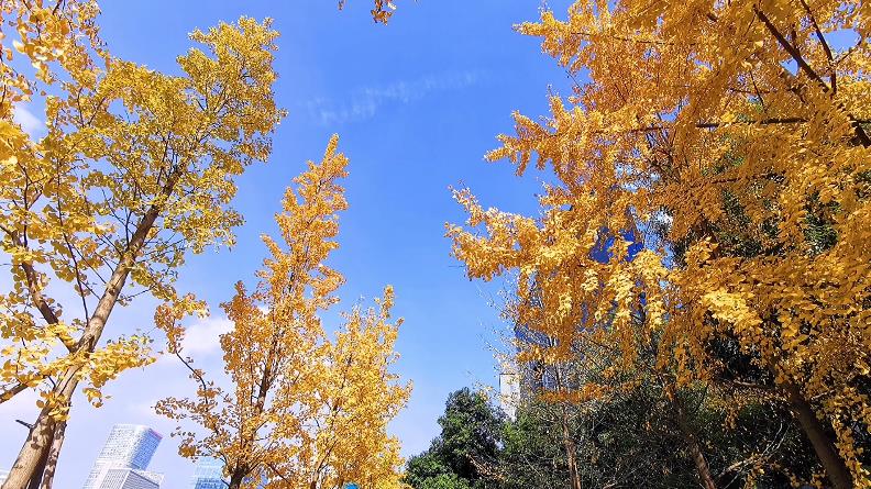 冬日里的美视——美视秋景暖阳