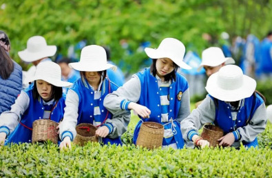 绿野寻踪，沉醉茶香——2026年春季茶文化研学实践活动